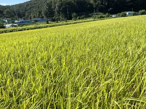 햇살 아래 이삭이 여물어 가는 논